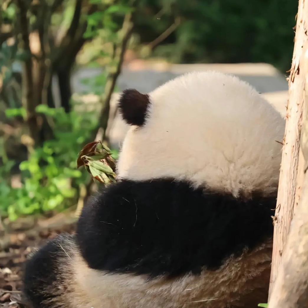 锅包柚(•͈˽•͈)头像