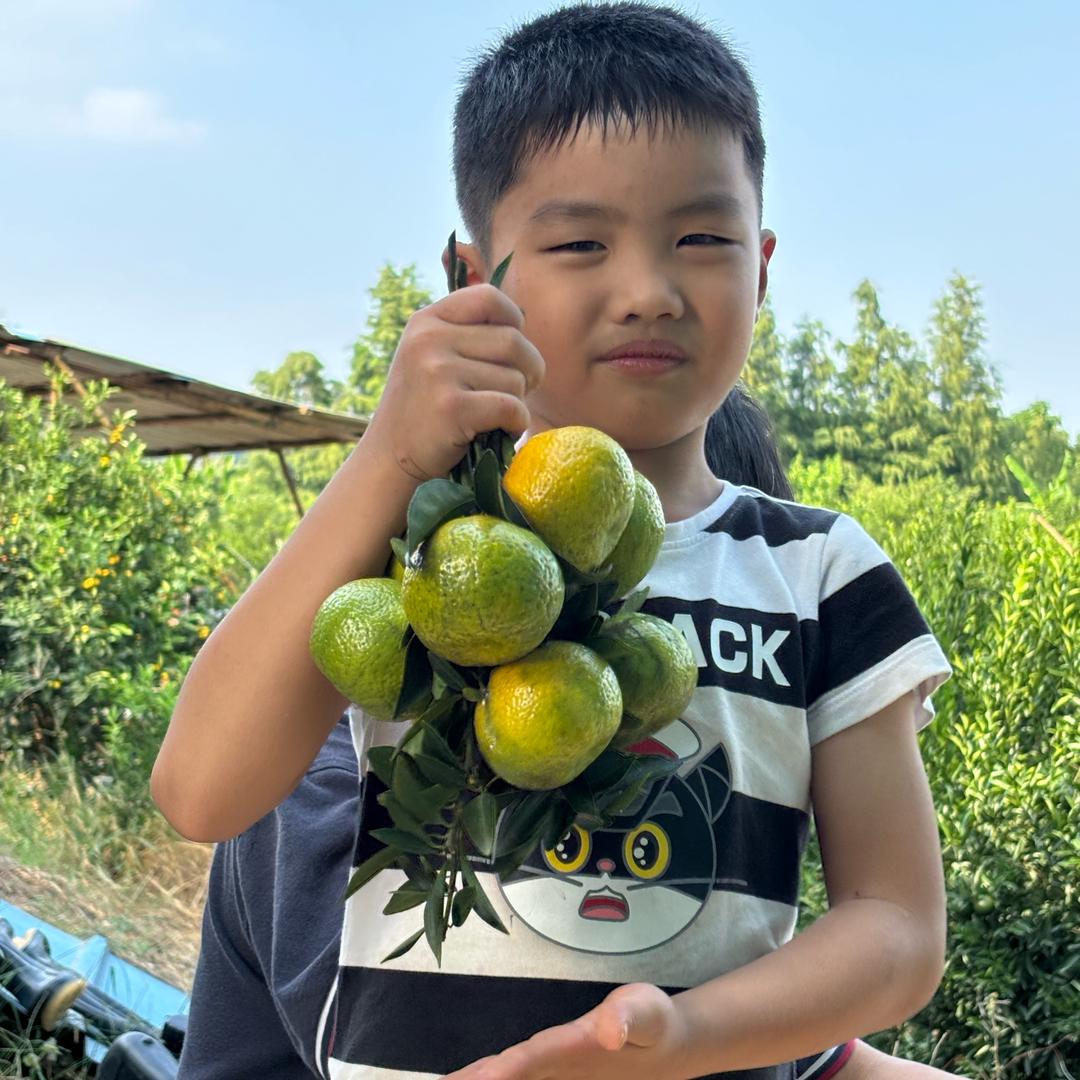 新会柑种植采摘