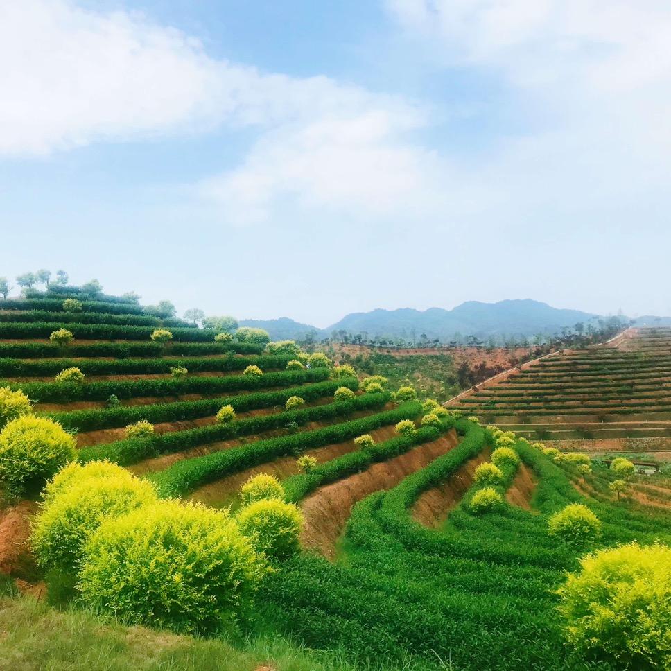 亦壶香亦茶叶专卖店