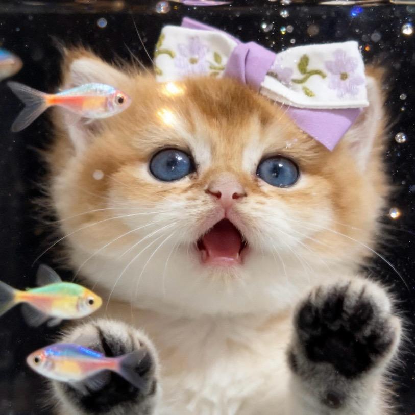 太原市宠宠欲动猫舍