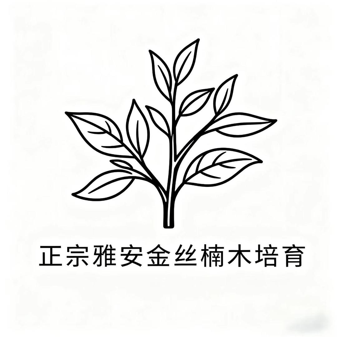 正宗金丝楠木培育