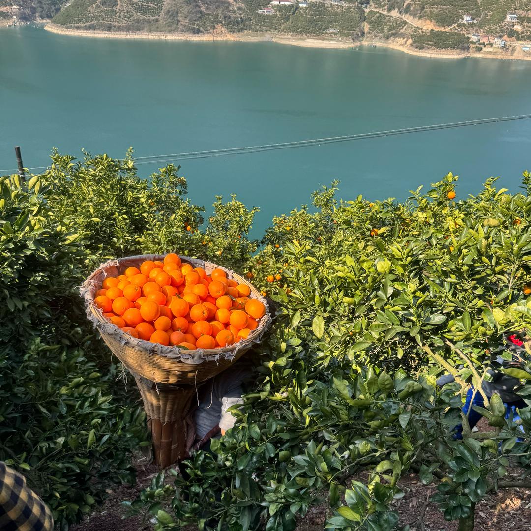 🍊🍊橙满多🍊