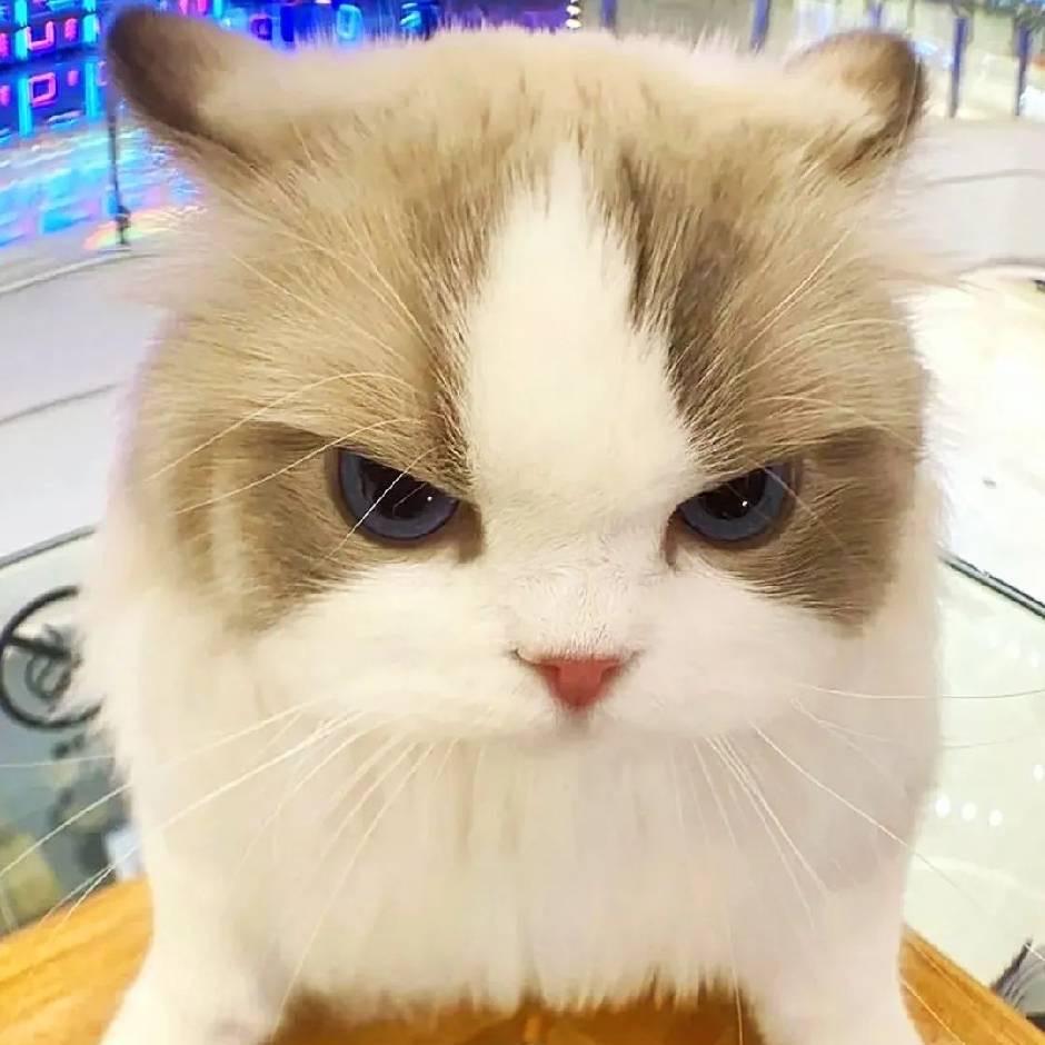 鼠子大王
