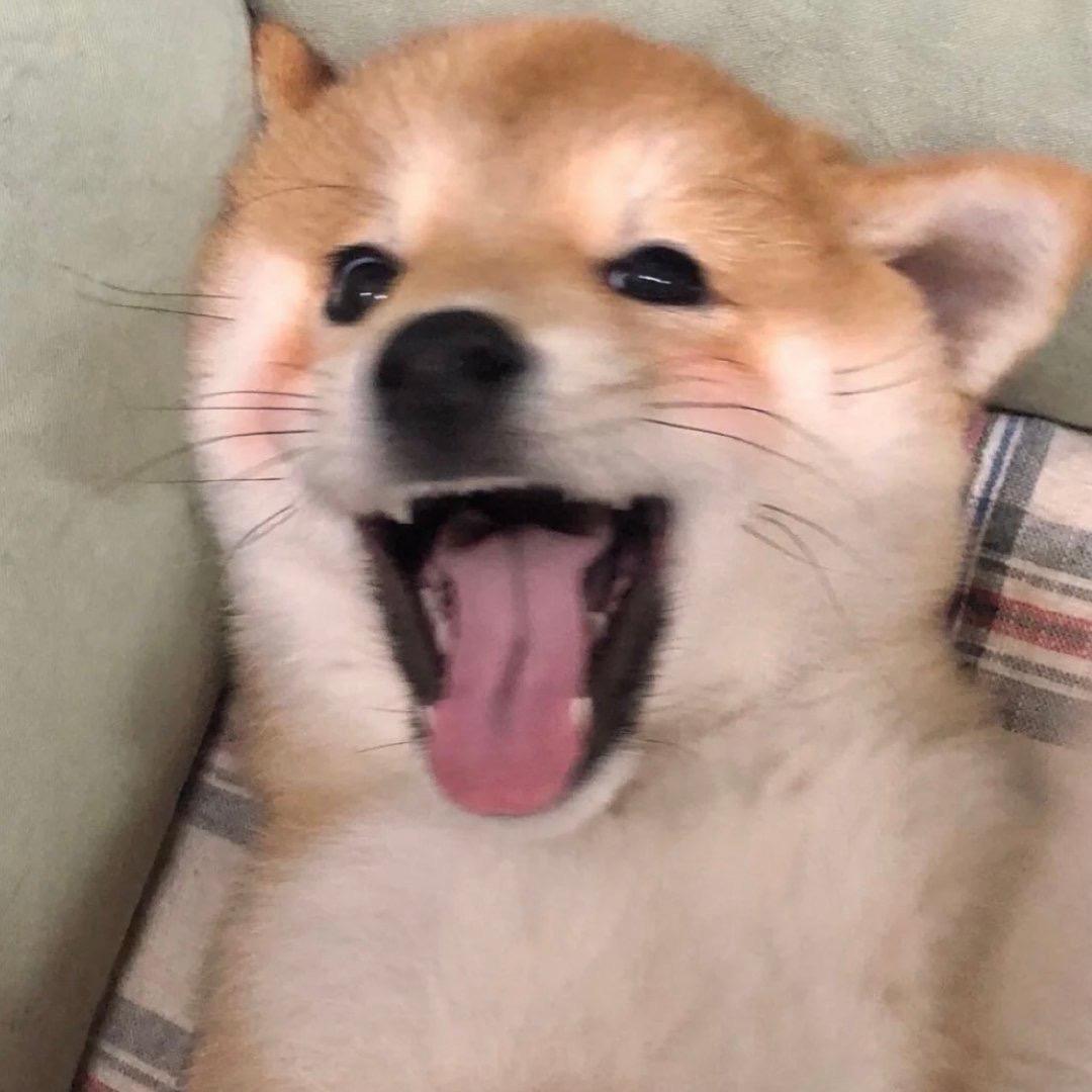 1mo小醋包ꪔ̤̥