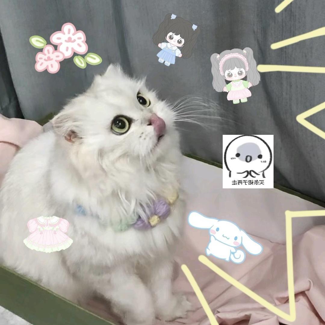 可爱裙裙和猫猫