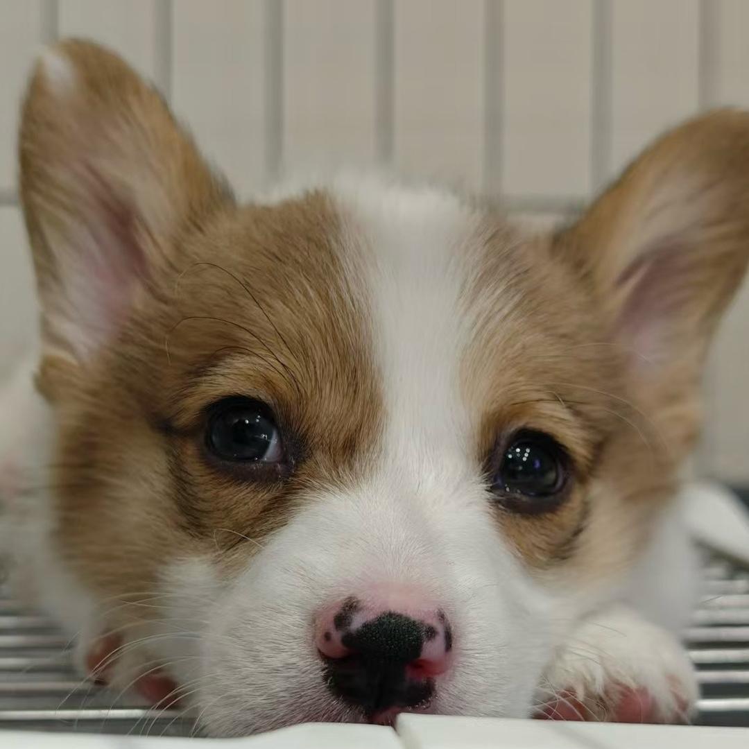 一只柯基叫money