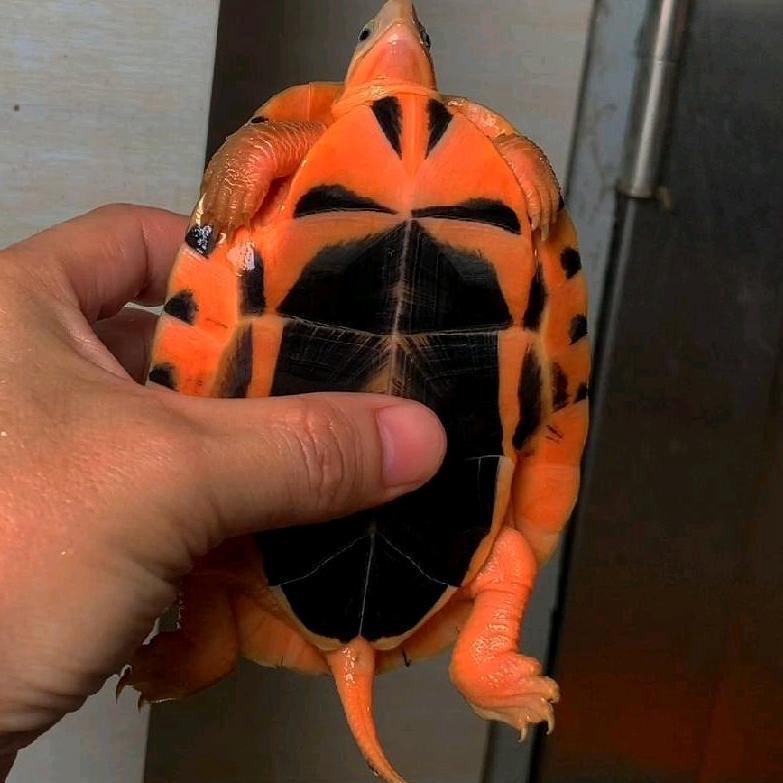 波少金钱龟