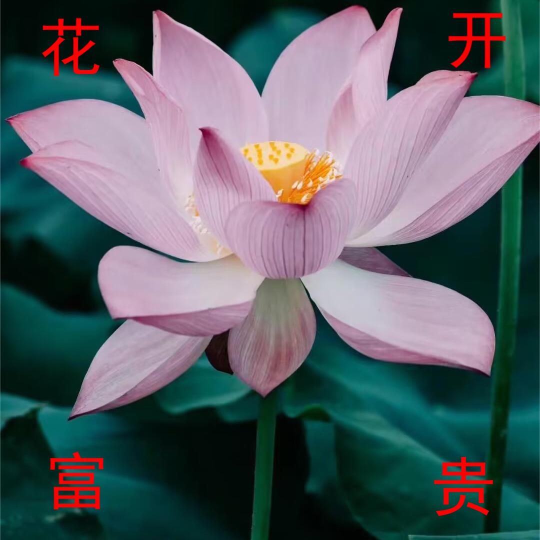 ☞W|♥ω♥|Tong☜