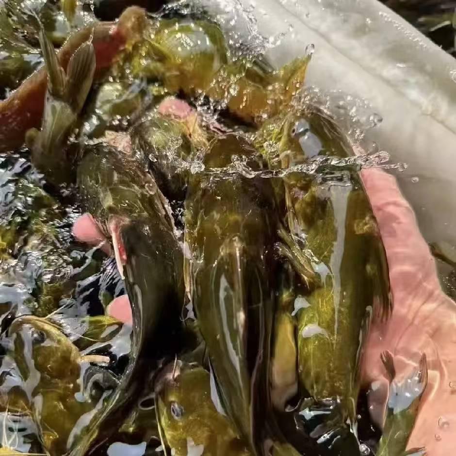 AAAA水产养殖基地小刘