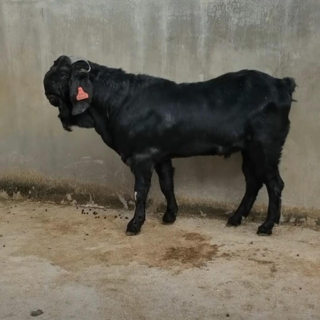 白沟黑山羊努比亚养殖