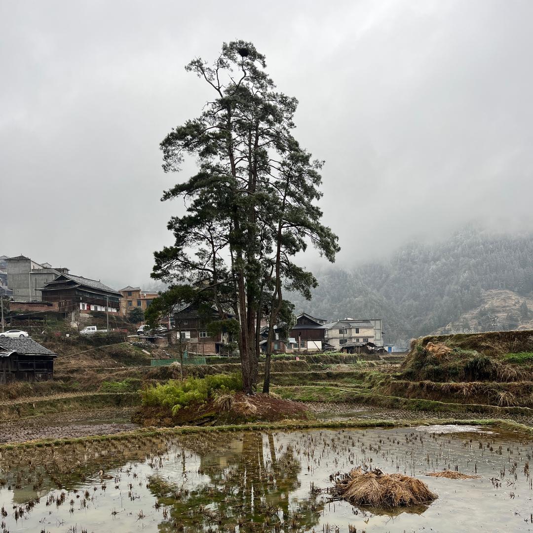 红标的小院