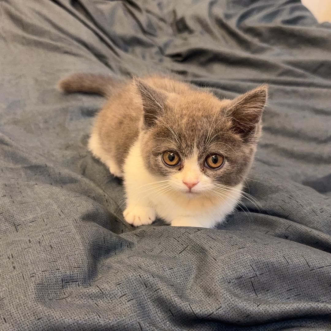 遇到鱼的小馋猫