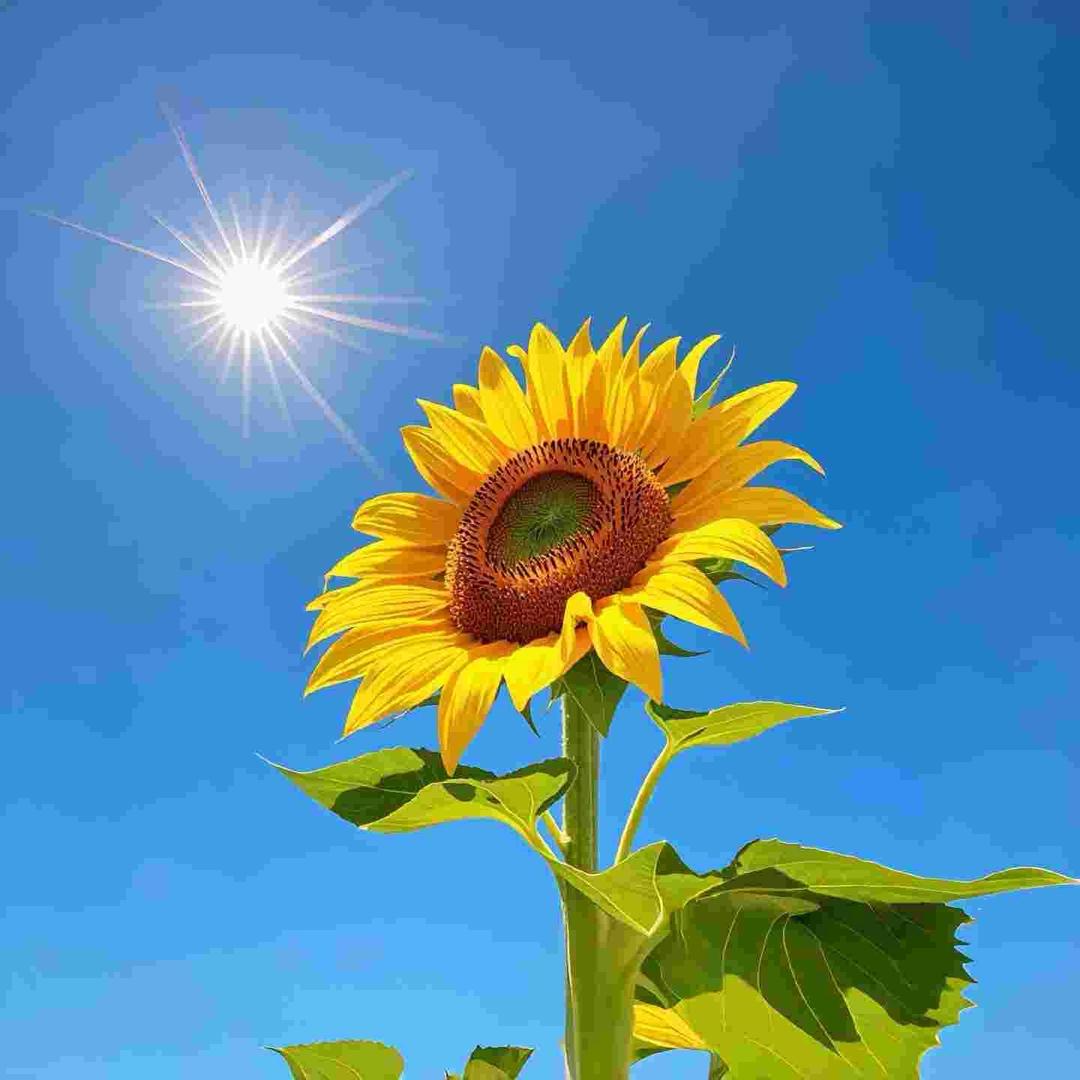 小晓（多囊自愈了）