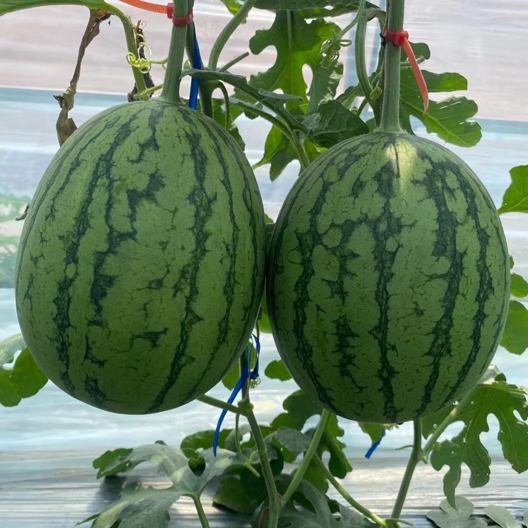 种苗小李～新农人