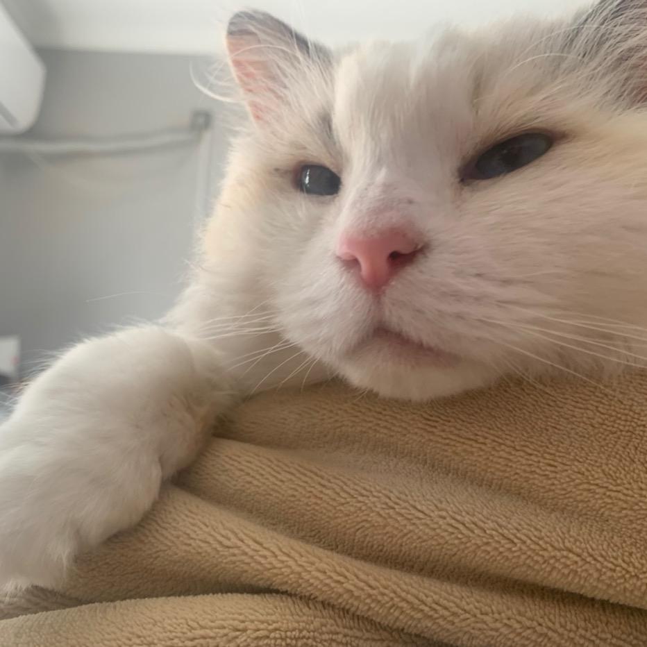 贝贝是只猪咪