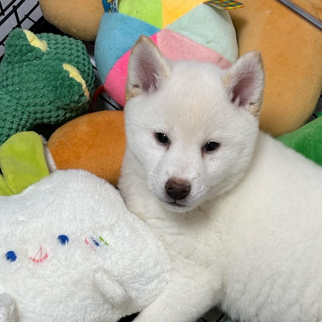 家有小八嘎叫白菜🥬