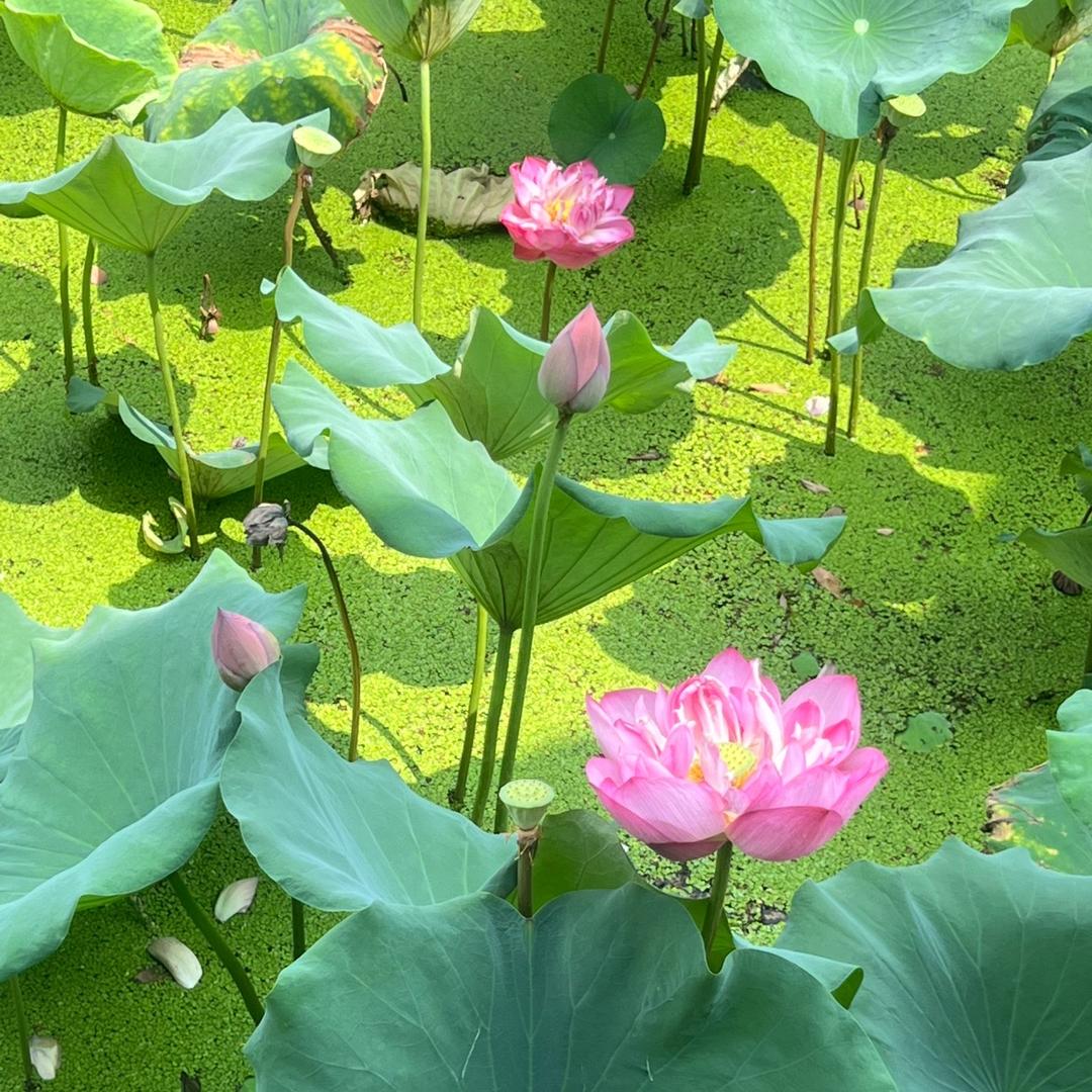 小灰灰