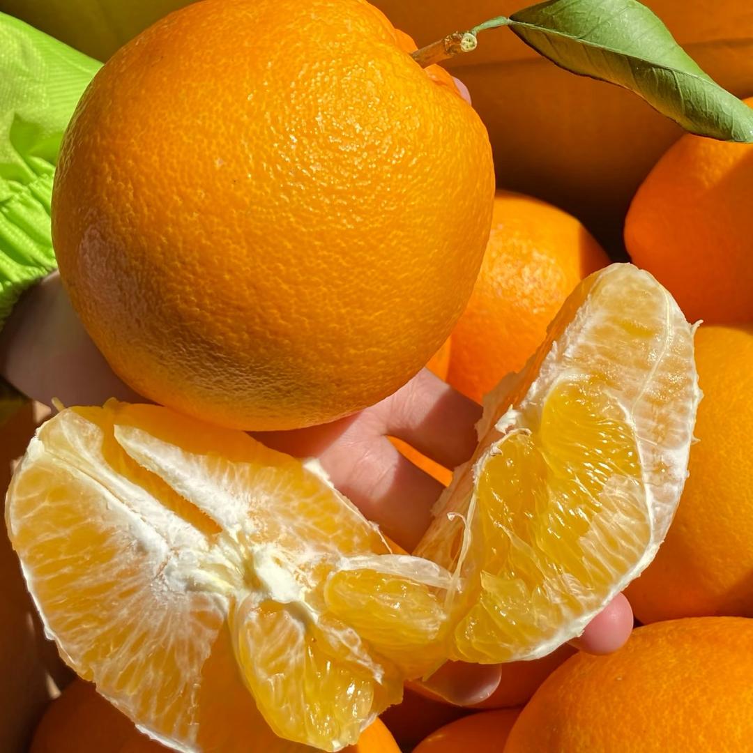 精品脐橙明天到