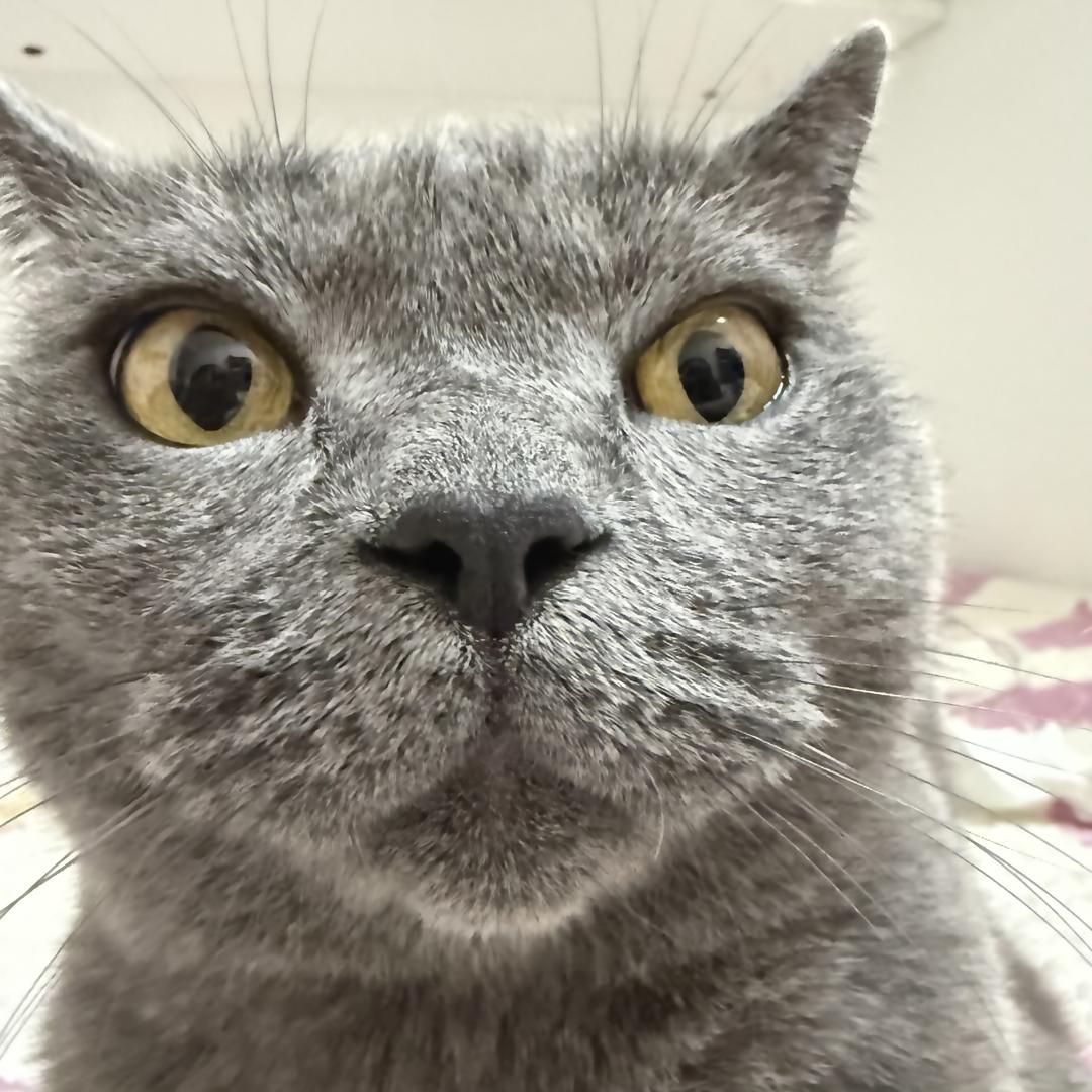 小猫放屁导致全球变暖