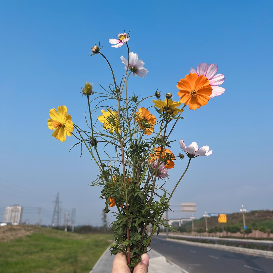 喝毒鸡汤的菲菲
