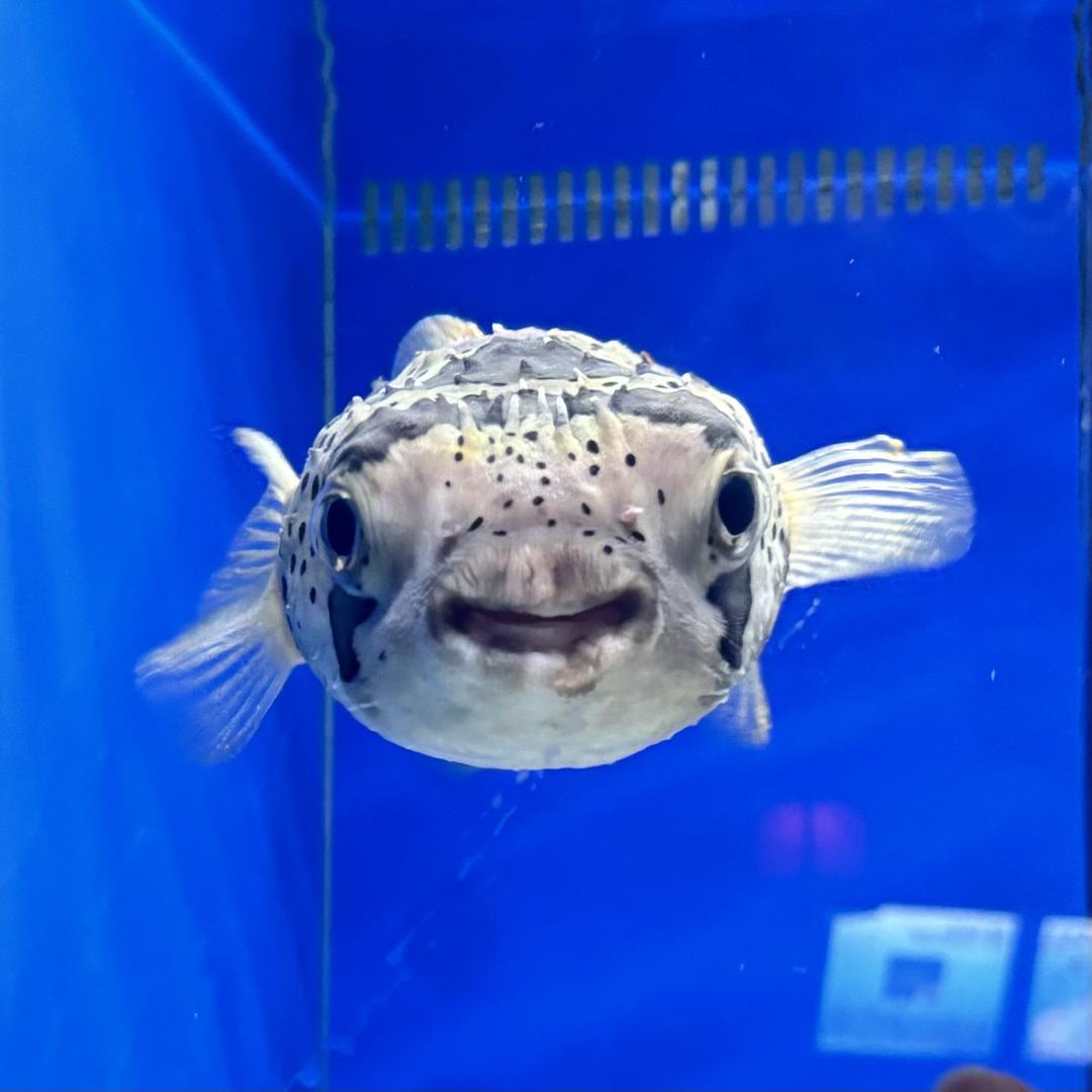 嘻嘻不嘻嘻