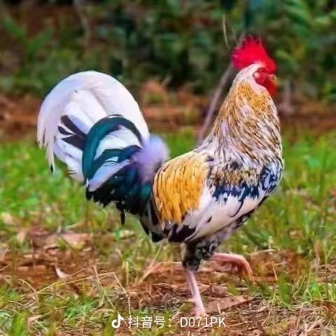 胖孩批发鸡鸭鹅苗