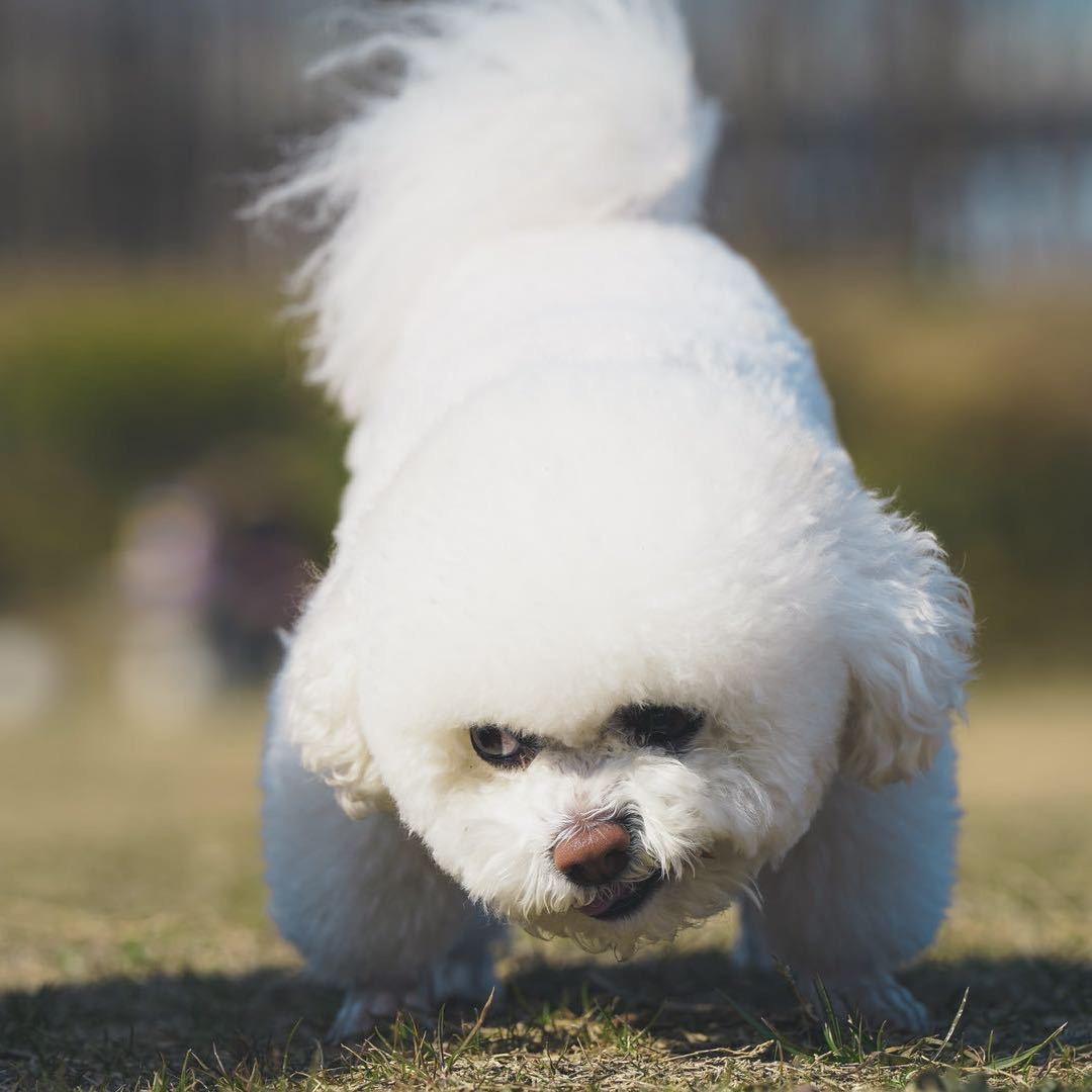 小米吖🐶