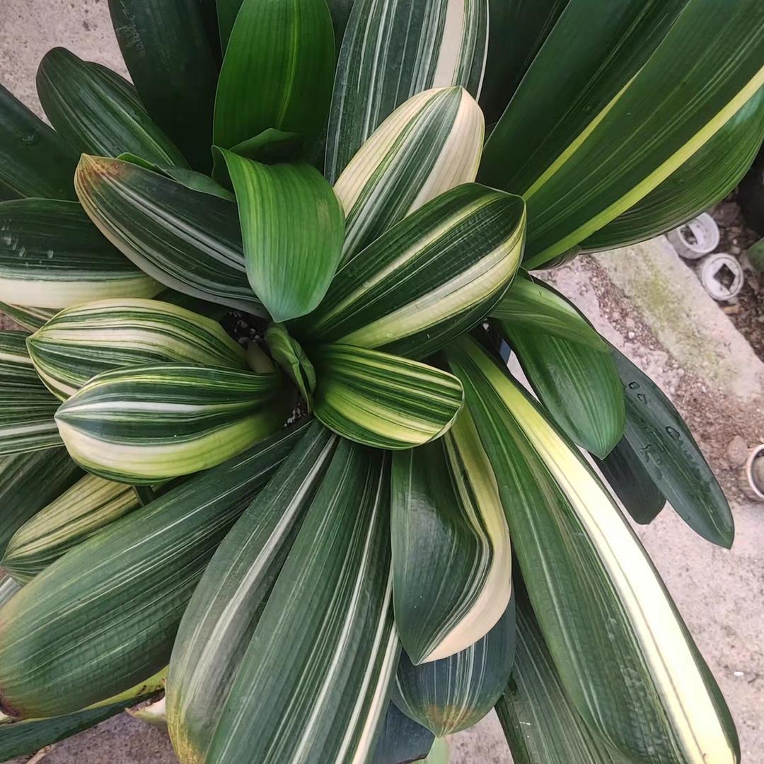 漳平市永福奕麟花木基地