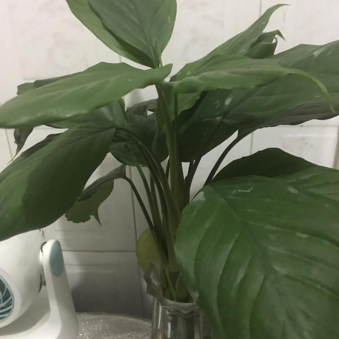 茶友友