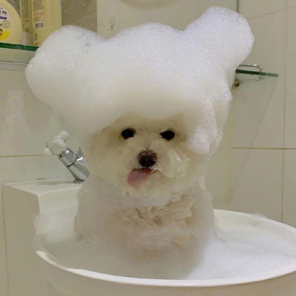 岁岁是只臭比熊🍼