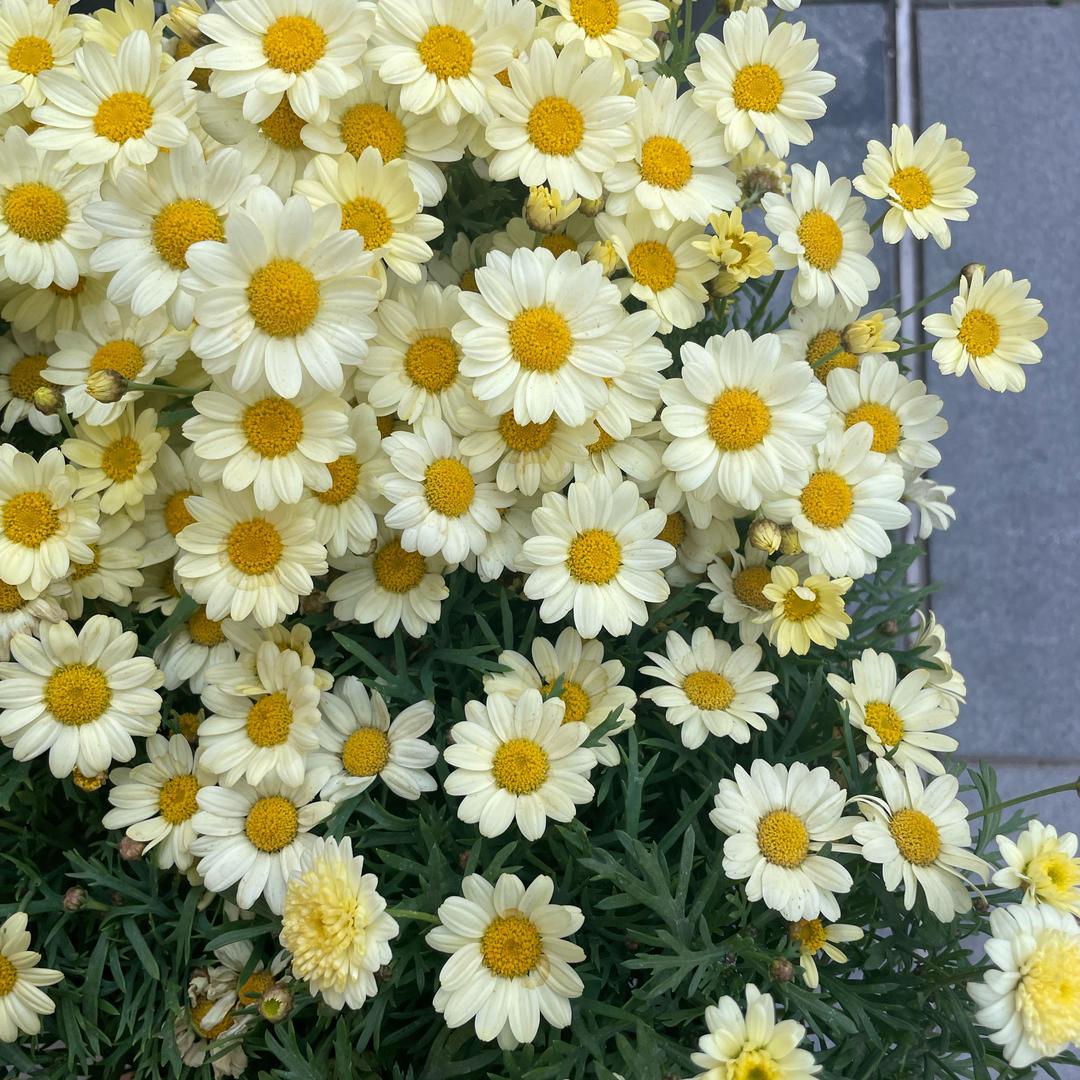 天亮魔法会消失