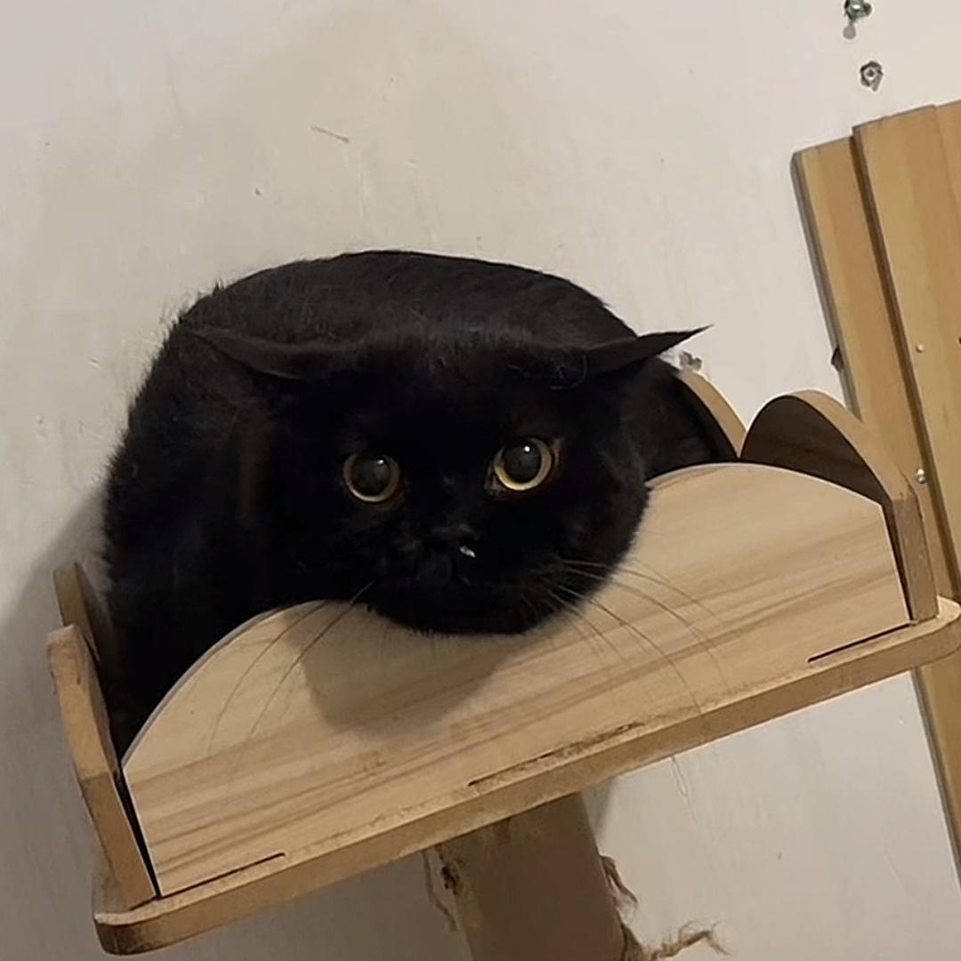喵小宅（流浪猫喂养)