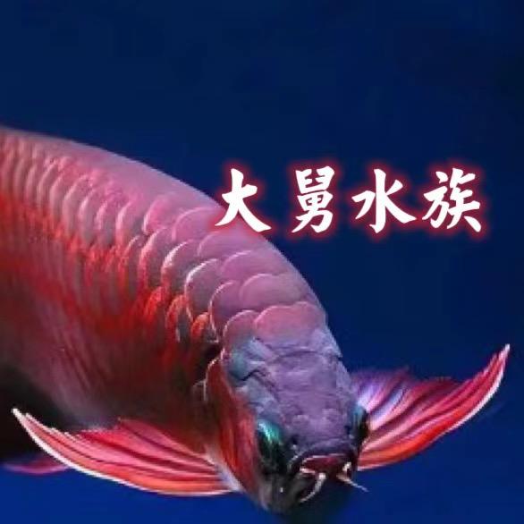 大舅水族将军百褶泰狮渔场