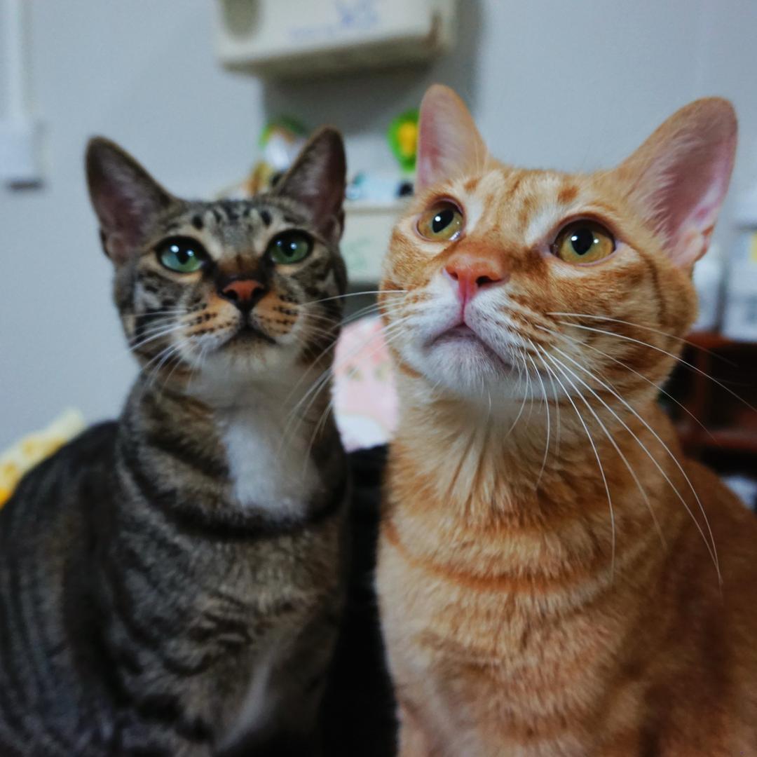卿闹闹🐱