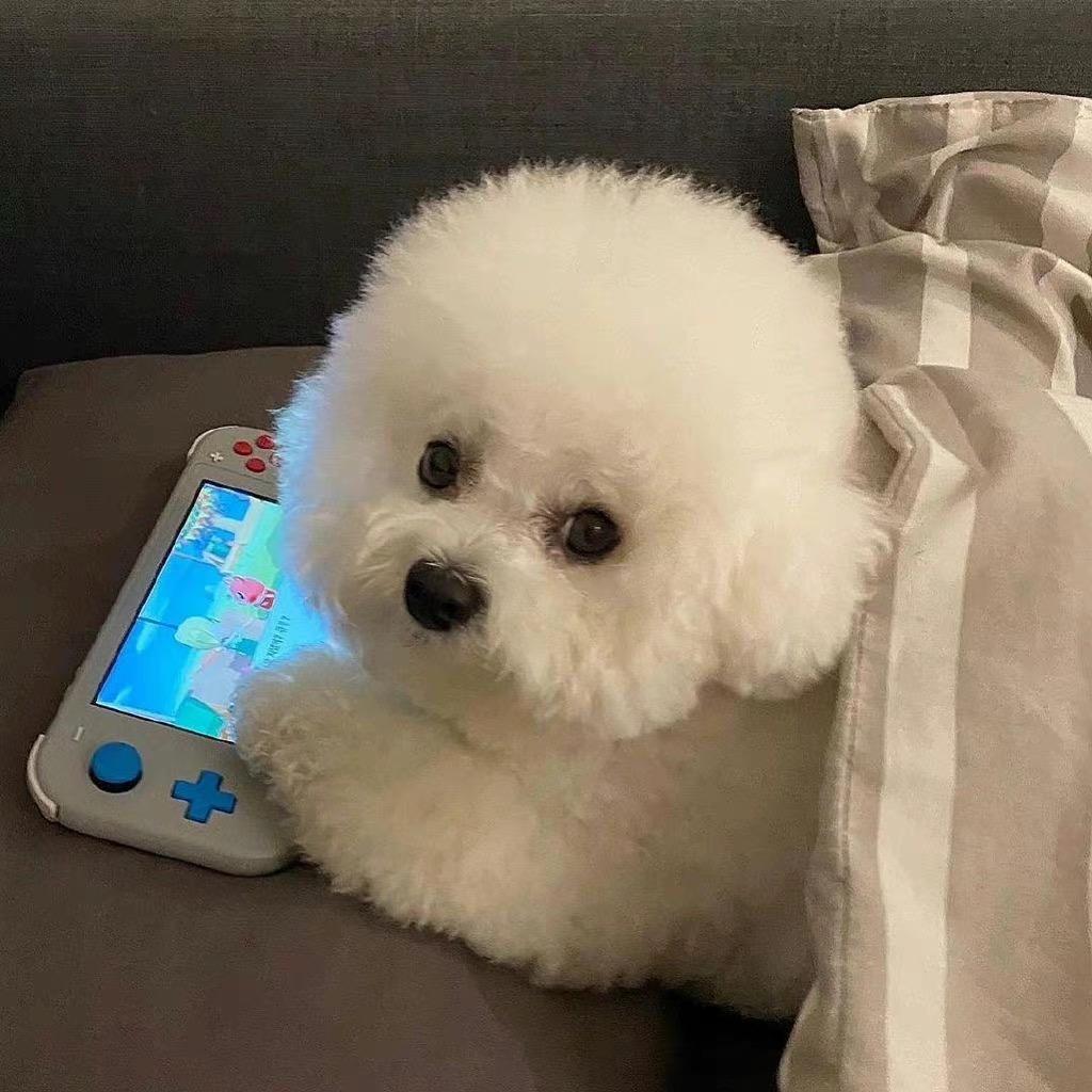 章鱼妹妹