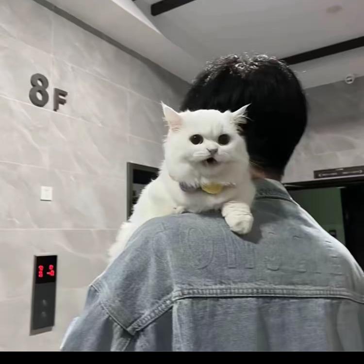 睡不醒的·华⚜️