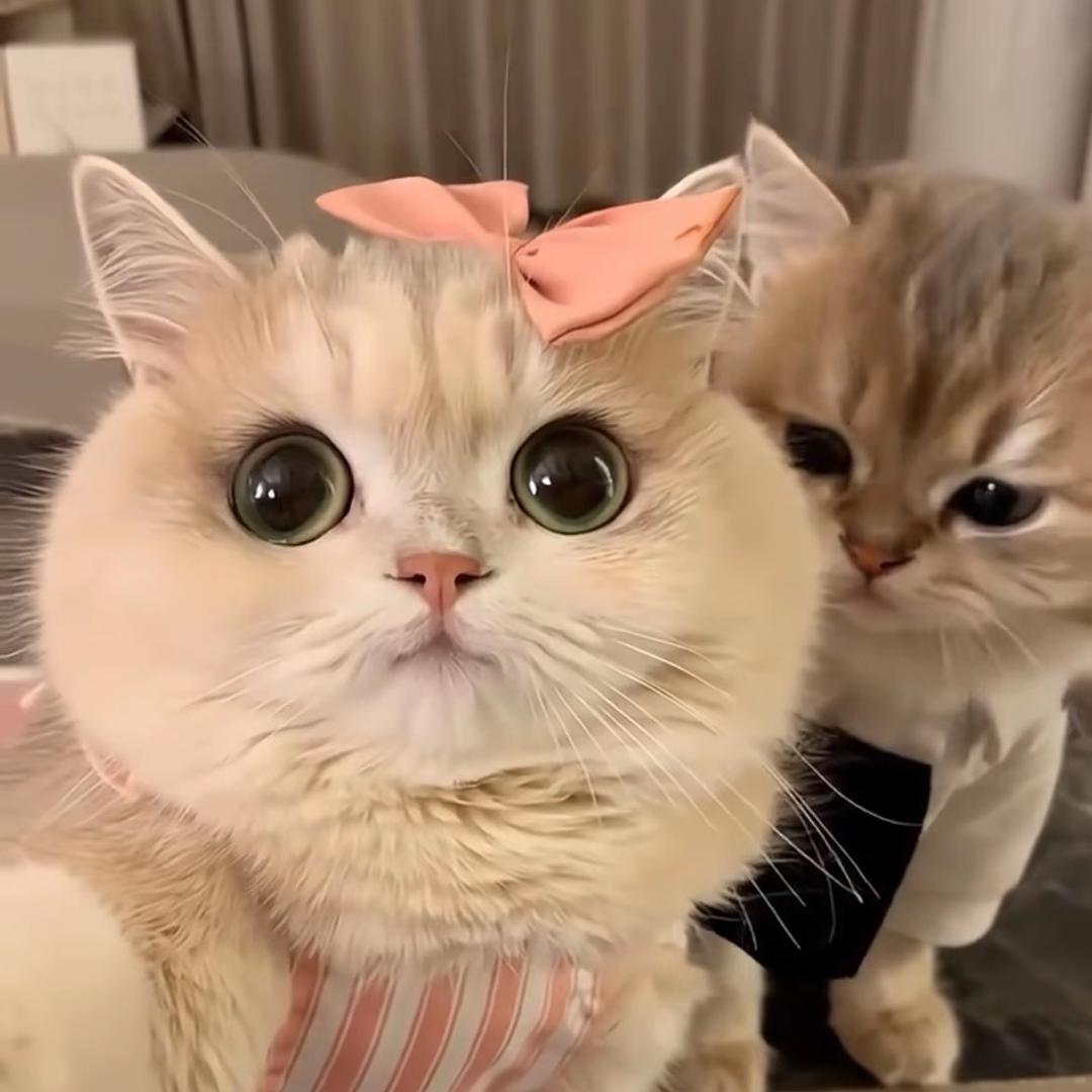 爱了喵宠物用品