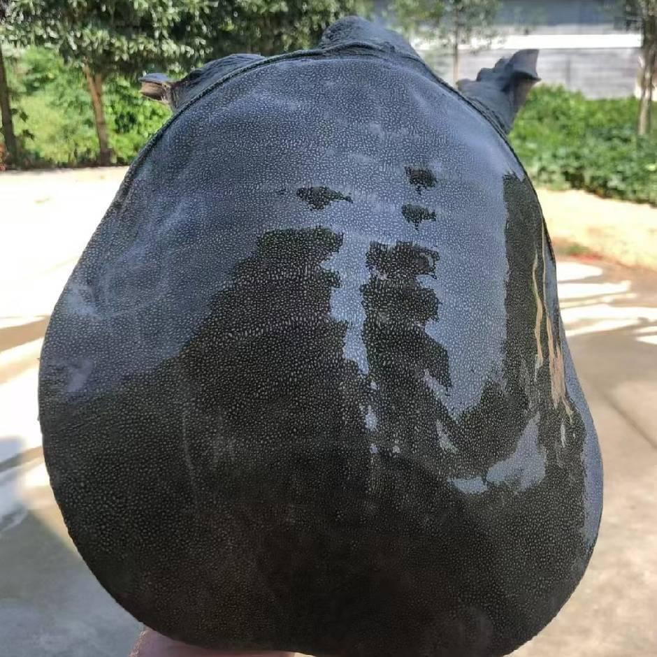 敬姐生态甲鱼