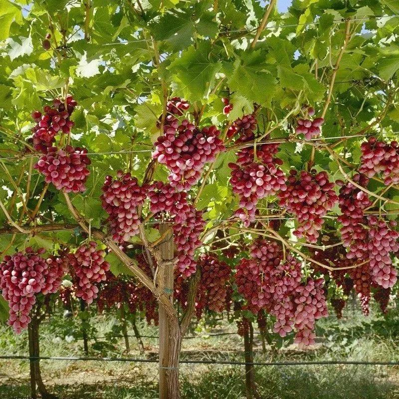 邑隆果树苗木专营店