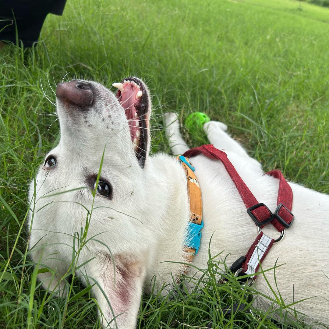 兜兜是拉不拉秋🐕