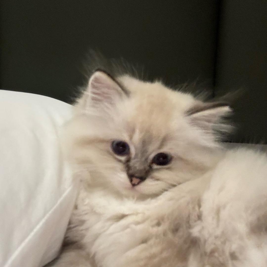 暴走王毛桃