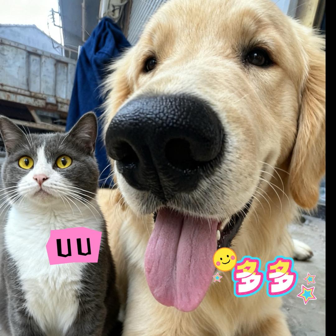 @金毛多多和UU（萌宠居）