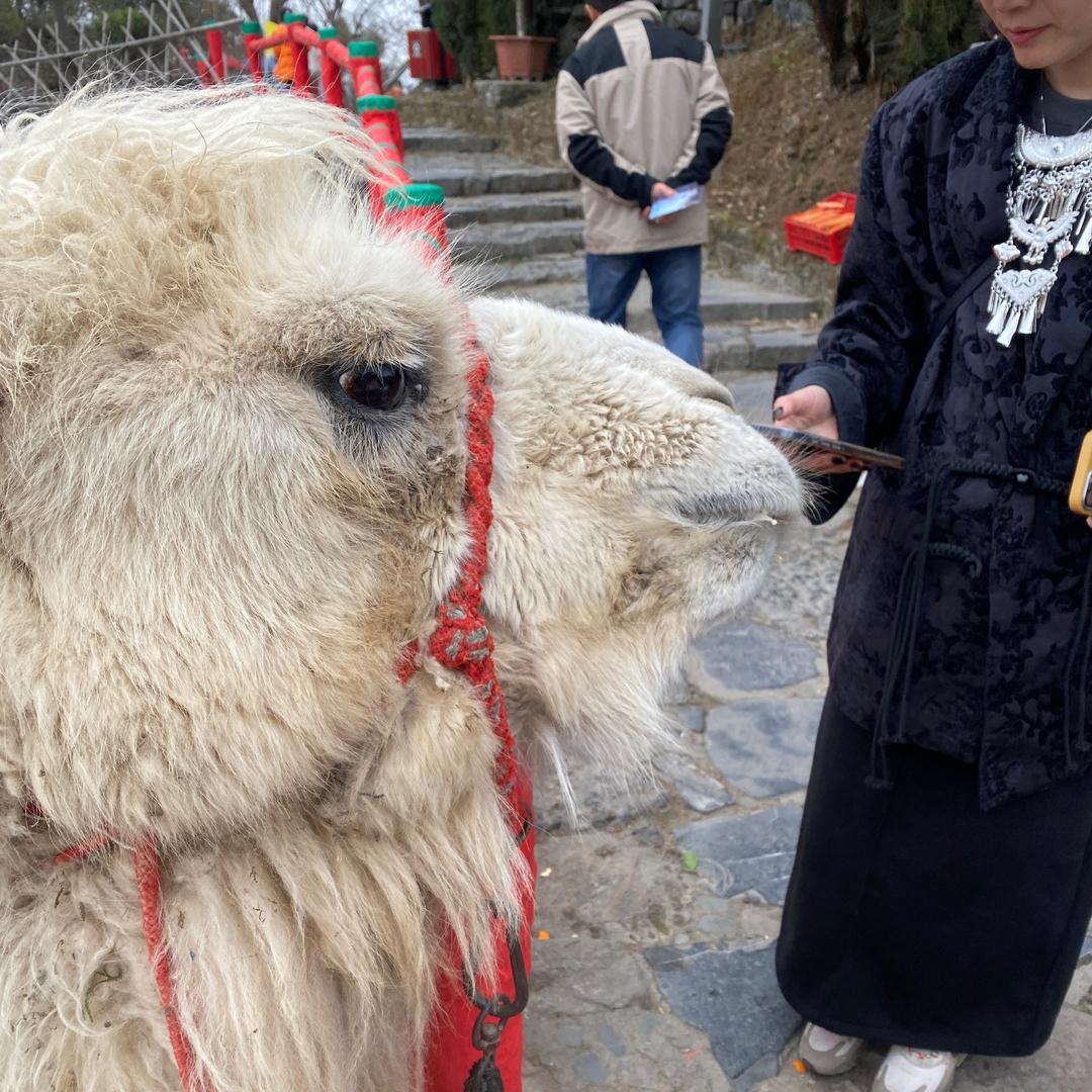 GT(ง •̀_•́)ง山鸡