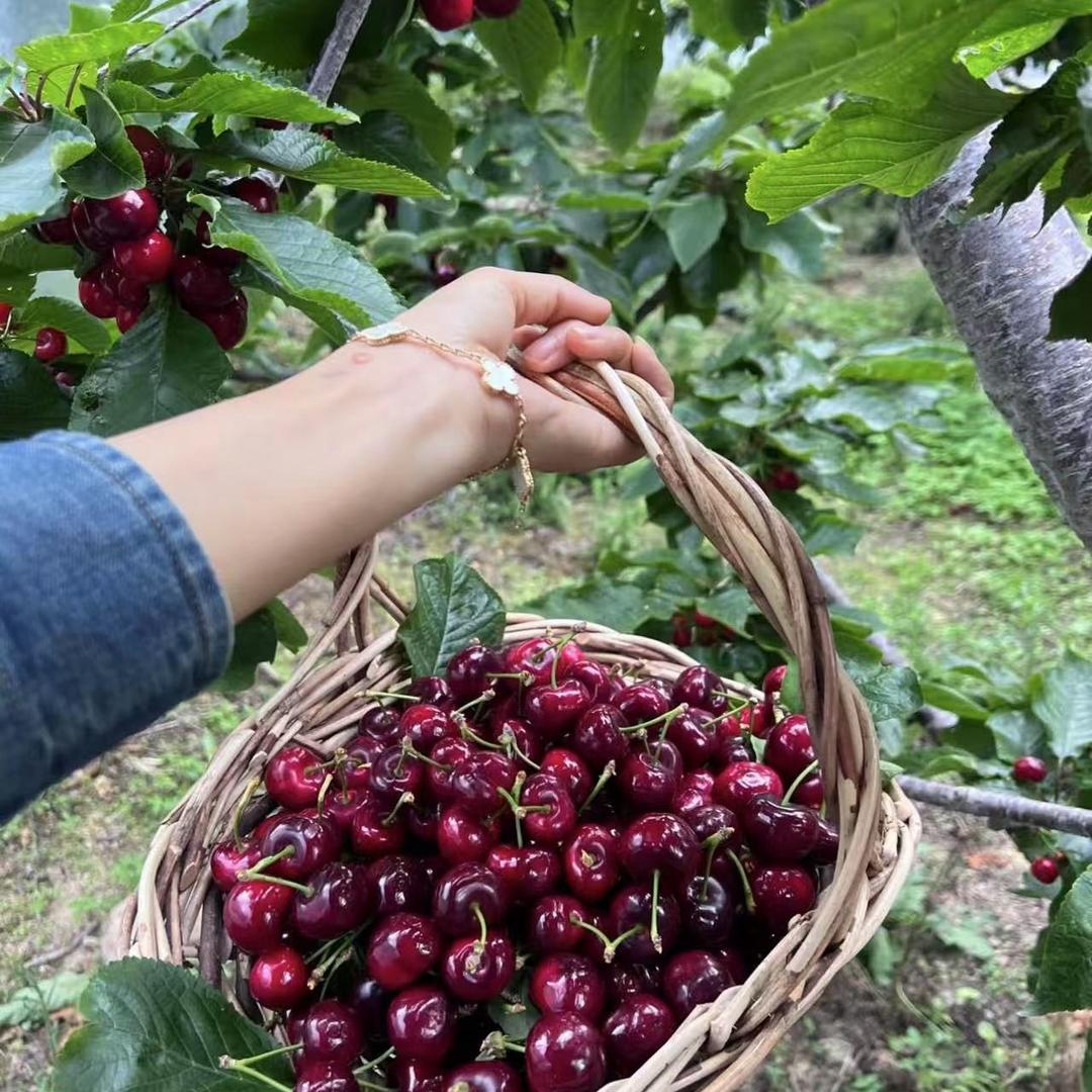 四川车厘子基地🍒