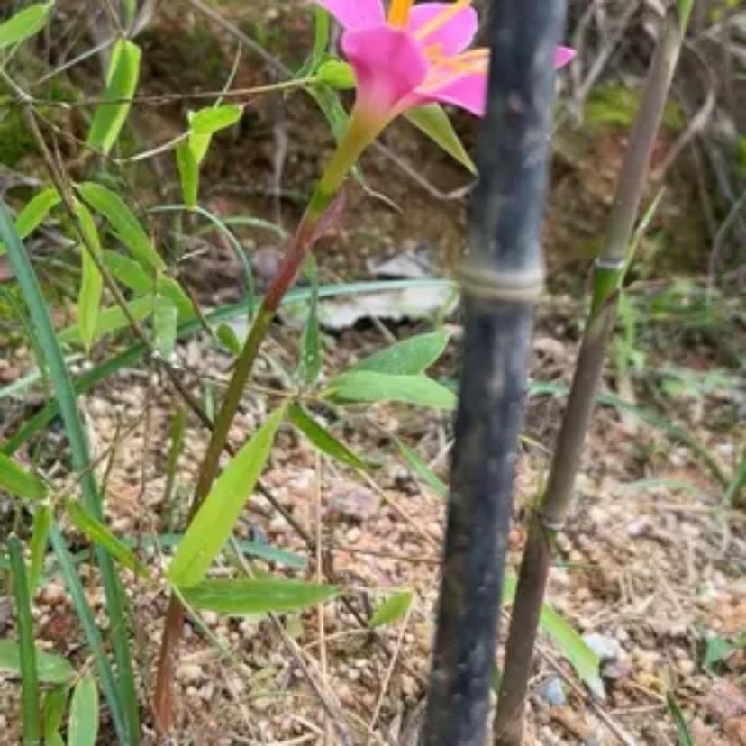 花开茂盛(兴安居好物)