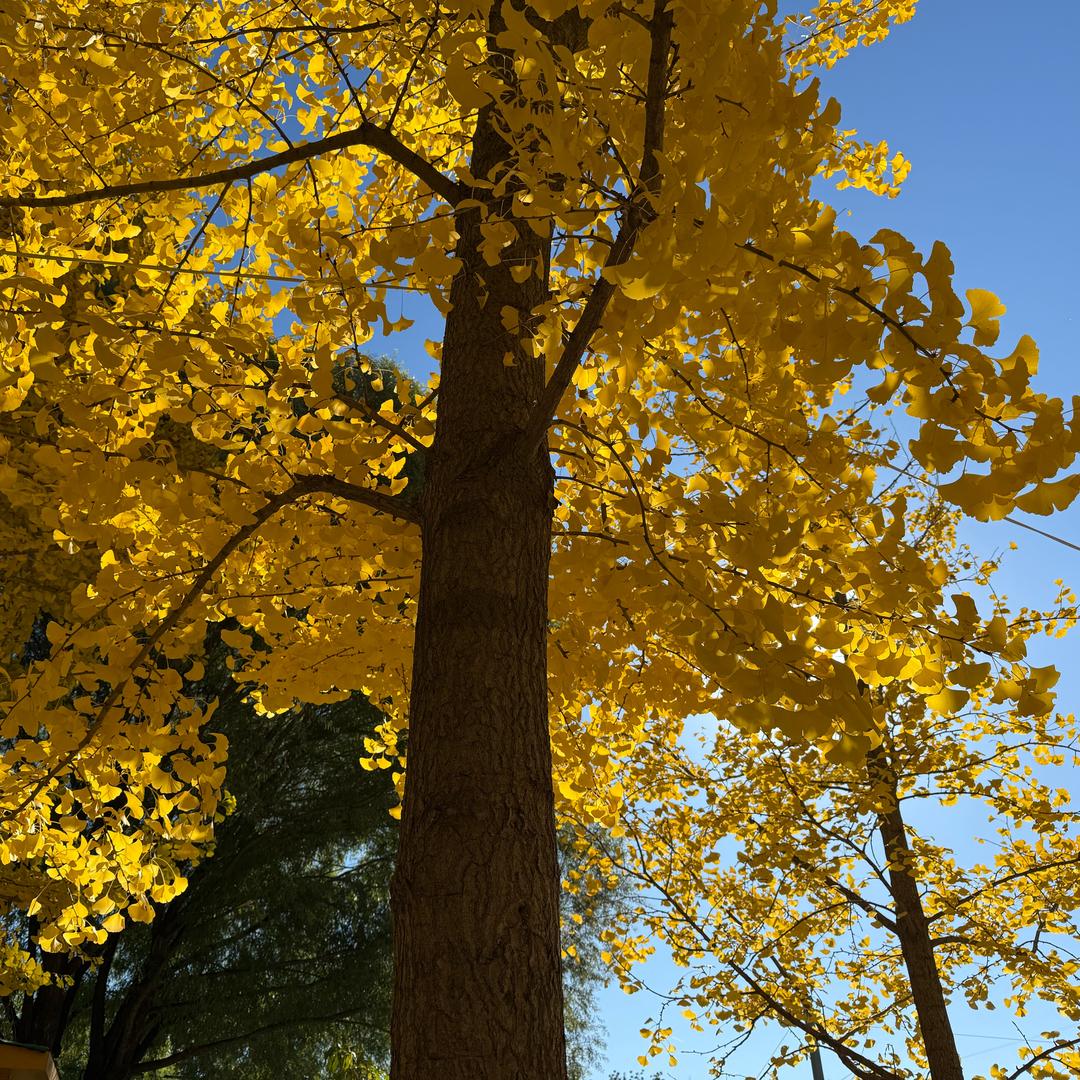 爱吃柠檬的小土豆