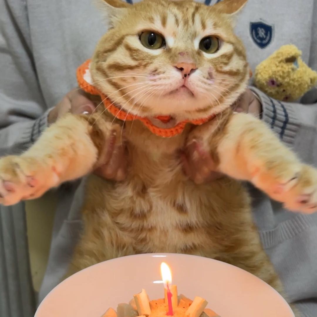 袜黑是只猫