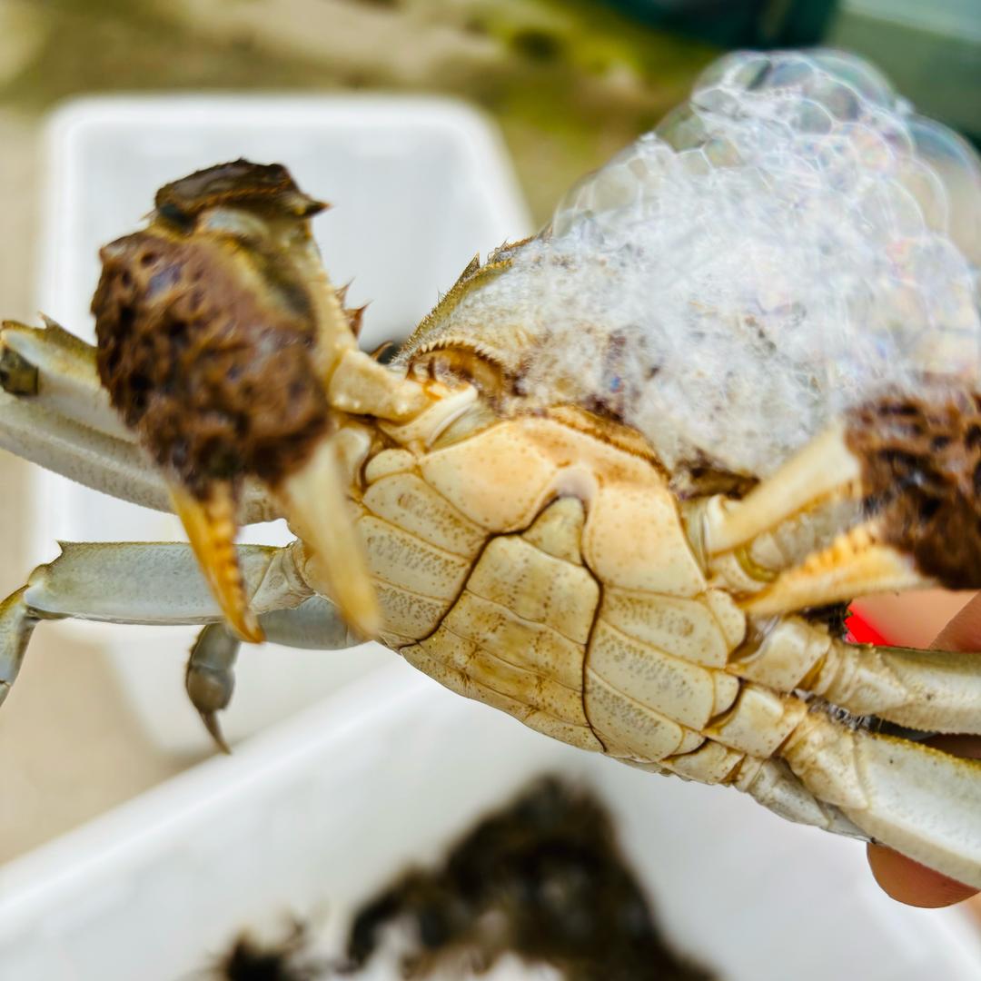 福如东海大闸蟹
