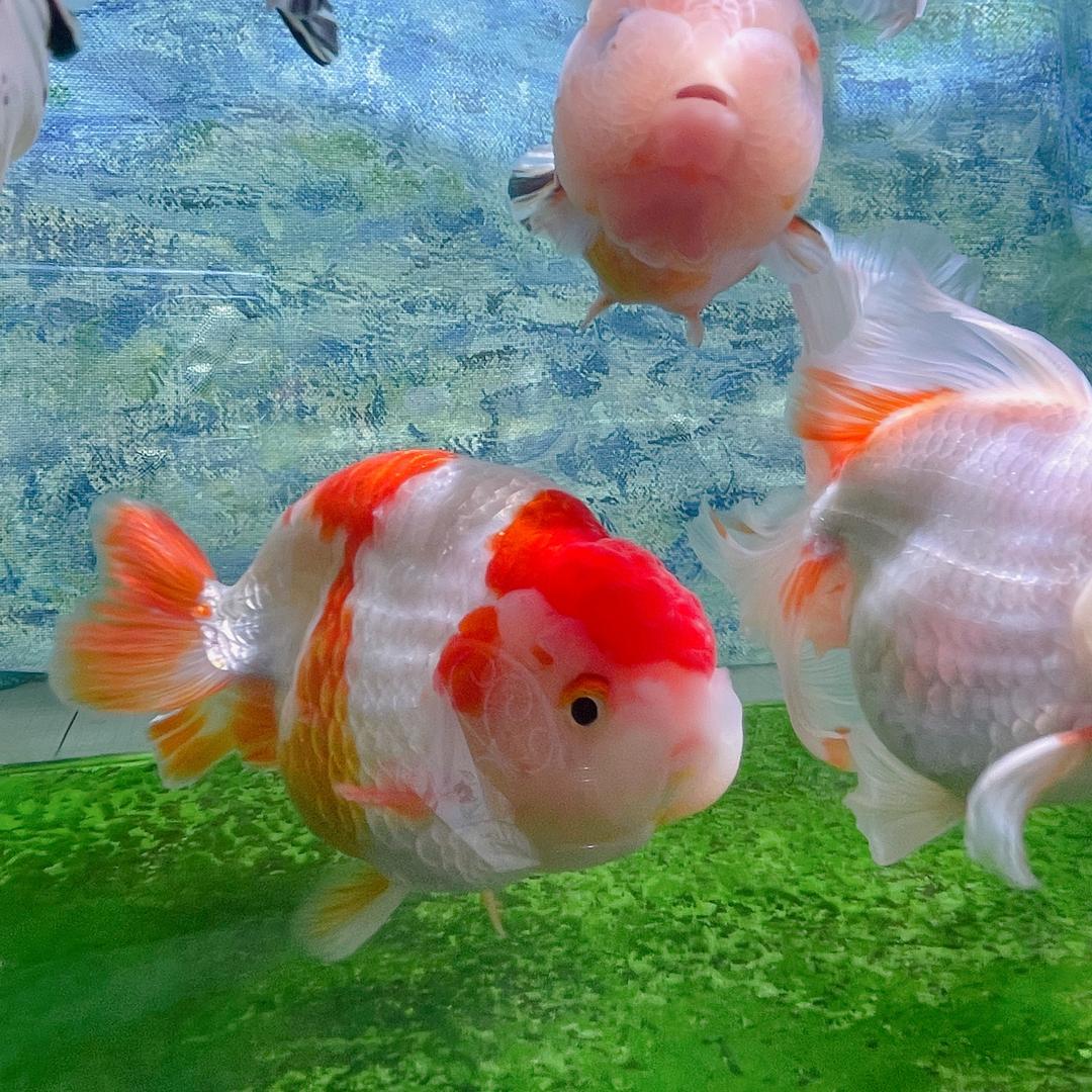 颜不二养鱼