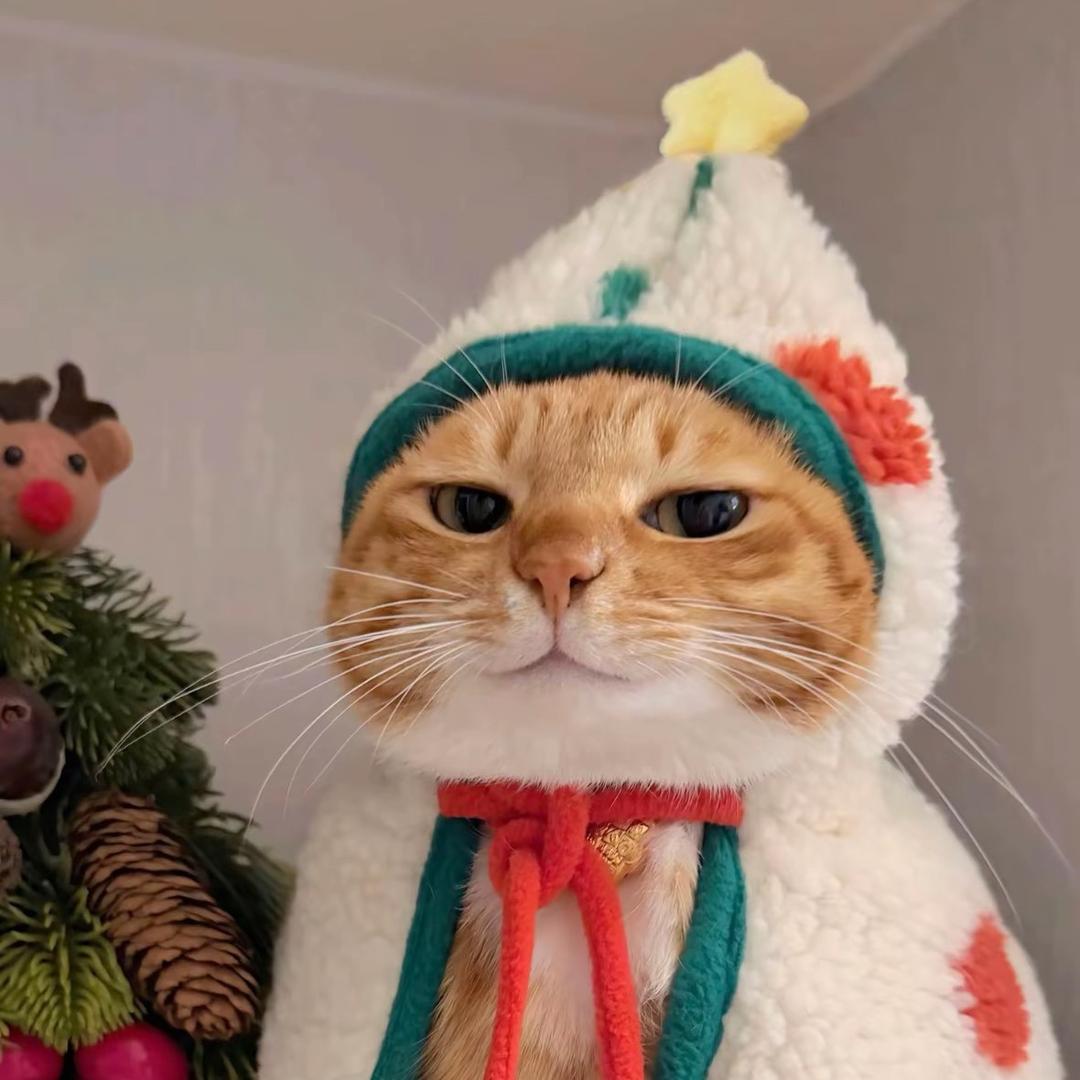 小猫儿